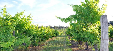 Bell River Estate Winery - Northern Rivers Accommodation 8