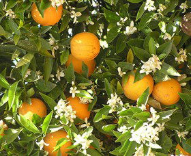 Orange World - Northern Rivers Accommodation 2