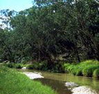 Salvator Rosa Section - Carnarvon National Park - Northern Rivers Accommodation