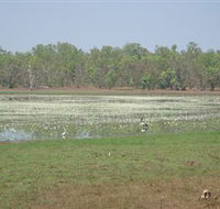 Leaning Tree Lagoon Nature Park - Northern Rivers Accommodation
