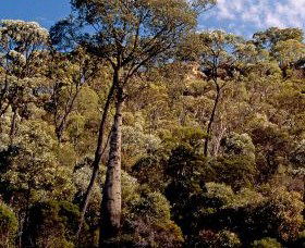 Ka Ka Mundi, Carnarvon National Park - Northern Rivers Accommodation 0