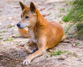 Territory Wildlife Park - Northern Rivers Accommodation 2