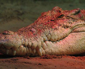 Territory Wildlife Park - Northern Rivers Accommodation 3