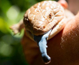 Territory Wildlife Park - Northern Rivers Accommodation 5