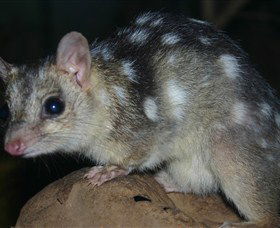 Territory Wildlife Park - Northern Rivers Accommodation 6