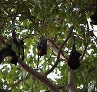 Manngarre Rainforest Walk - Northern Rivers Accommodation