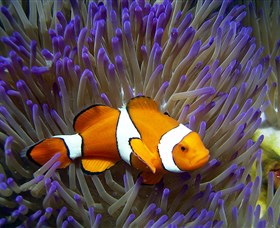 Reef HQ Aquarium - Northern Rivers Accommodation 1