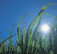 Australian Sugar Industry Museum - Northern Rivers Accommodation