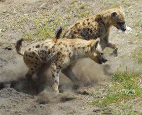 Altina Wildlife Park - Northern Rivers Accommodation 0