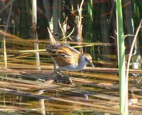 Fivebough Wetlands - Northern Rivers Accommodation 1