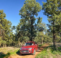 Forest drive - Northern Rivers Accommodation