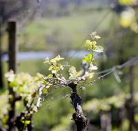Mountainside Wines - Northern Rivers Accommodation