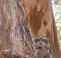 Bird Watching - Northern Rivers Accommodation
