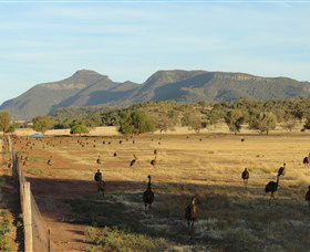 Emu Logic - Northern Rivers Accommodation 0