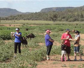 Emu Logic - Northern Rivers Accommodation 2