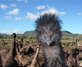 Emu Logic - Northern Rivers Accommodation 1