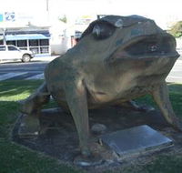 Big Cane Toad - Northern Rivers Accommodation