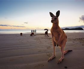 Wallabies On The Beach At Cape Hillsborough - Northern Rivers Accommodation 0