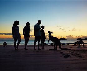 Wallabies On The Beach At Cape Hillsborough - Northern Rivers Accommodation 2