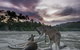Wallabies On The Beach At Cape Hillsborough - thumb 1