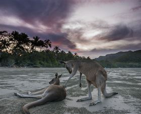 Wallabies On The Beach At Cape Hillsborough - Northern Rivers Accommodation 1