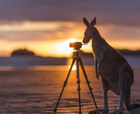 Wallabies On The Beach At Cape Hillsborough - Northern Rivers Accommodation 3