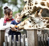 Taronga Western Plains Zoo Dubbo - Northern Rivers Accommodation