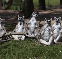 Savannah Visitor Plaza Taronga Western Plains Zoo Dubbo - Northern Rivers Accommodation