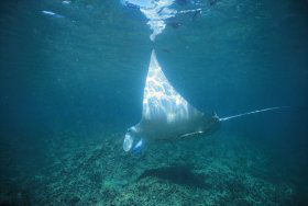 Manta Ray Bay Dive Site - Northern Rivers Accommodation 0