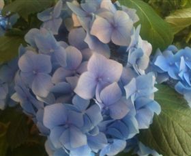 Abandon Stress Mobile Massage - Northern Rivers Accommodation 3