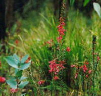 Enfield State Park - Northern Rivers Accommodation