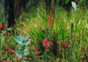 Enfield State Park - Northern Rivers Accommodation 0