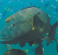 Fairey Reef - Northern Rivers Accommodation