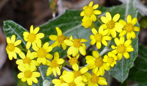 The Rock Nature Reserve - Kengal Aboriginal Place - Northern Rivers Accommodation 1