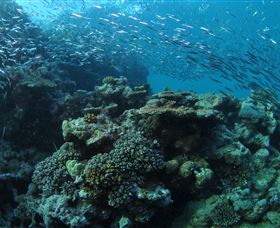Manta Ray Drop Off Dive Site - Northern Rivers Accommodation 1