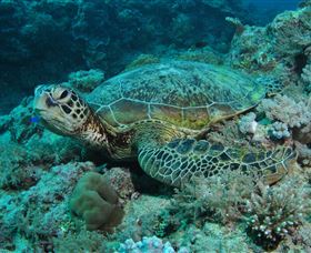 Manta Ray Drop Off Dive Site - Northern Rivers Accommodation 3