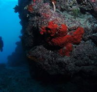 Stepping Stones Dive Site - Northern Rivers Accommodation