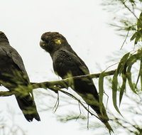 Conimbla National Park - Northern Rivers Accommodation