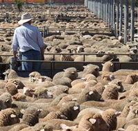 Livestock Marketing Centre - Northern Rivers Accommodation
