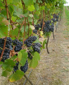 Gisborne Peak Winery - Northern Rivers Accommodation 4