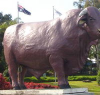 Rockhampton Bull Statues - Northern Rivers Accommodation