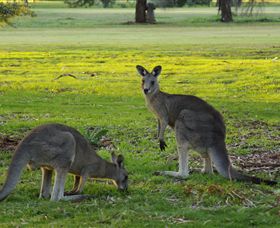 Benalla Golf Club - Northern Rivers Accommodation 1