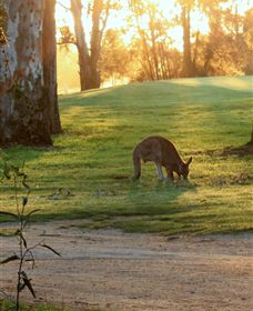 Benalla Golf Club - Northern Rivers Accommodation 4