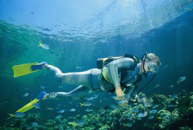 Seaflight Bommie Dive Site - Northern Rivers Accommodation 0