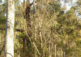Warby-Ovens National Park - Northern Rivers Accommodation 0