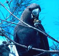 Mount Archer National Park - Northern Rivers Accommodation