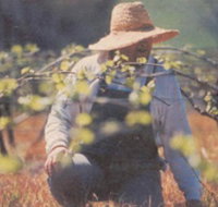 Canobolas Smith Winery - Northern Rivers Accommodation