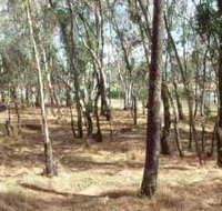 Chiltern-Mt Pilot National Park - Northern Rivers Accommodation
