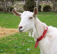 Dunkell Goats - Northern Rivers Accommodation