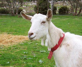 Dunkell Goats - Northern Rivers Accommodation 0